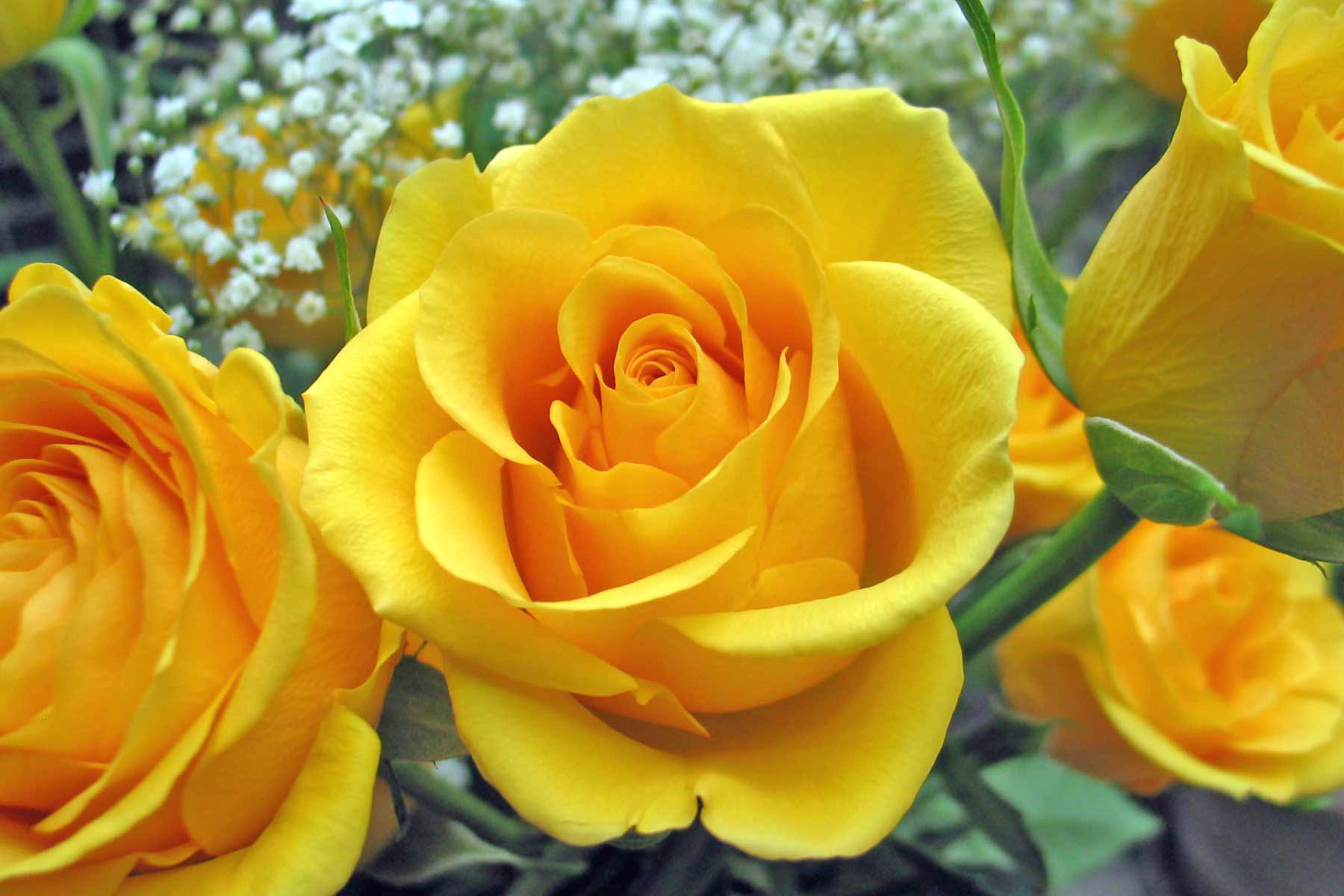 single-yellow-rose-flowers