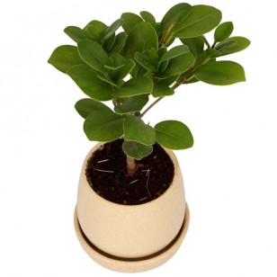 Ficus plant with cream ceramic pot