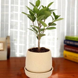 Ficus plant with cream ceramic pot Mothers Day Special Delivery Jaipur, Rajasthan
