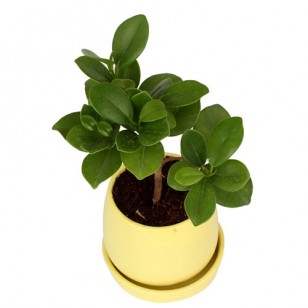 Ficus plant with yellow ceramic pot