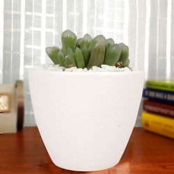 Hawortia coopri plant with white ceramic pot