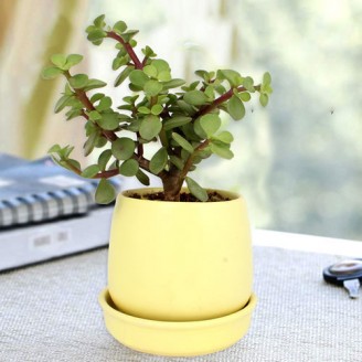 Jade plant in yellow ceramic pot Christmas Gifts Delivery Jaipur, Rajasthan