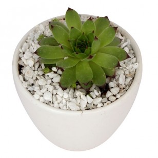 Sempervivum plant in ceramic pot
