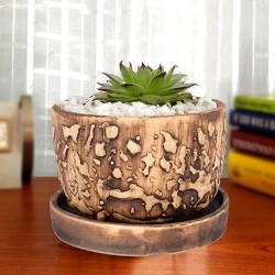 Sempervivum plant in designer ceramic pot