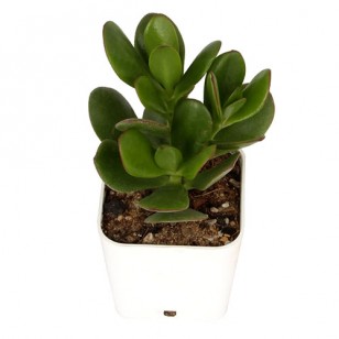 Crassula plant in plastic pot