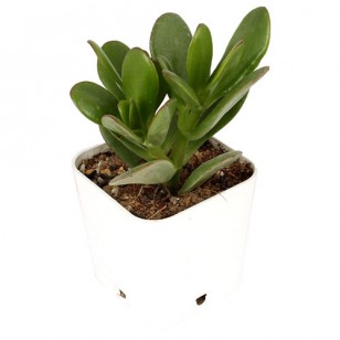 Crassula plant in plastic pot