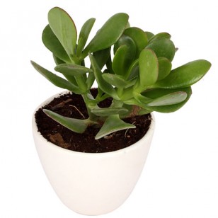 Crassula plant in round ceramic pot
