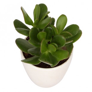 Crassula plant in round ceramic pot