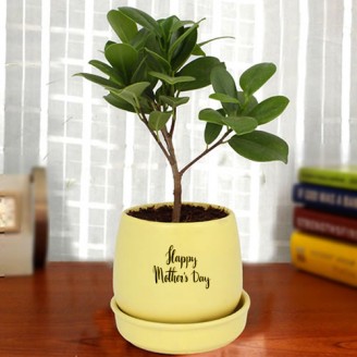 Ficus plant in yellow ceramic pot for mother's day Mothers Day Special Delivery Jaipur, Rajasthan