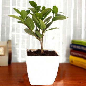 Ficus plant in plastic pot Plants  Delivery Jaipur, Rajasthan