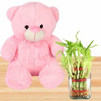 Lucky bamboo tree with beautiful pink teddy Teddy Delivery Jaipur, Rajasthan