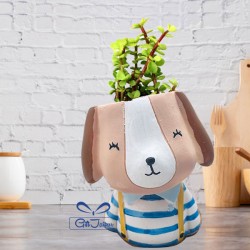 Jade plant in cartoon raisin planter Jade plant in cartoon raisin planter