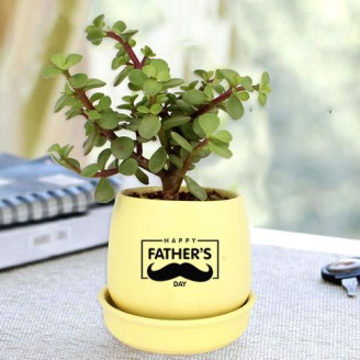 Jade indoor plant for fathers day Gifts For Father Delivery Jaipur, Rajasthan