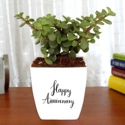 Indoor jade plant in white plastic pot for anniversary