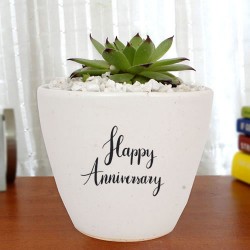 Sempervivum plant in white ceramic pot for anniversary
