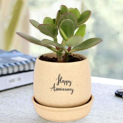 Indoor crassula plant in cream ceramic pot for anniversary