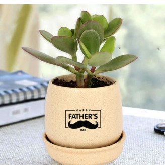 Crassula indoor plant in ceramic pot for fathers day Gifts For Father Delivery Jaipur, Rajasthan