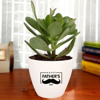 Crassula plant in ceramic pot for father's day Gifts For Father Delivery Jaipur, Rajasthan
