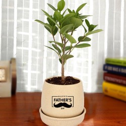 Ficus indoor plant for father's day