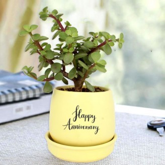 Jade plant in yellow ceramic pot for anniversary Anniversary gifts Delivery Jaipur, Rajasthan
