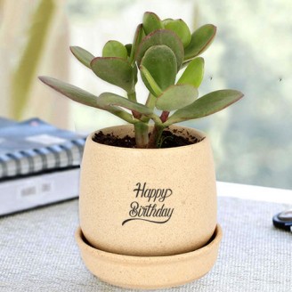 Crassula plant in cream ceramic pot for birthday Birthday Gifts Delivery Jaipur, Rajasthan