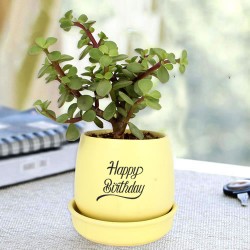 Jade plant in yellow ceramic pot for birthday