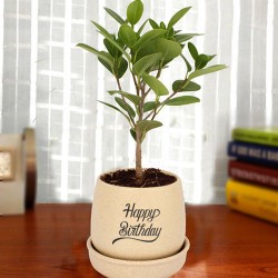 Ficus plant in cream ceramic pot for birthday