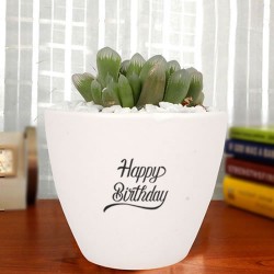 Hawortia coopri plant in white ceramic pot for birthday