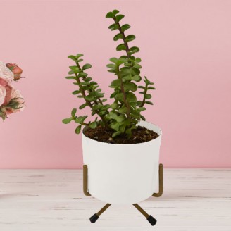 Jade plant in white metal pot Gifts by Occasion Delivery Jaipur, Rajasthan