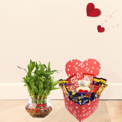 Lucky bamboo with hearty chocolates Lucky bamboo with hearty chocolates