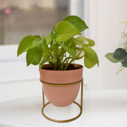 Money plant in peach metal pot
