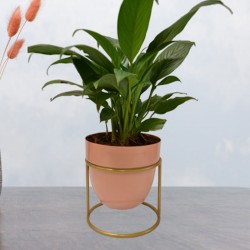 Peace lily plant in peach metal pot