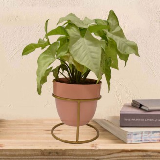 Syngonium green plant in peach metal pot Gifts by Occasion Delivery Jaipur, Rajasthan